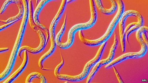 The project to create the C. elegans nematode in code should unlock more secrets of how it lives