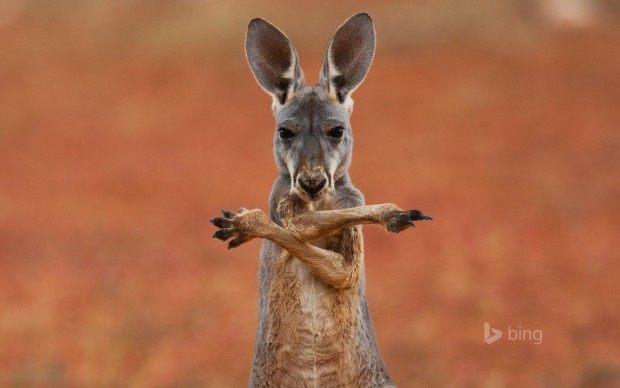 gangsta kangaroo