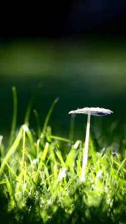 Mushroom-In-Grass-250x443