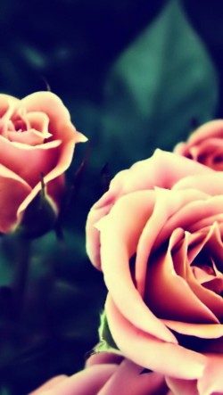 Pink-Rose-Flowers-Lomography-250x443