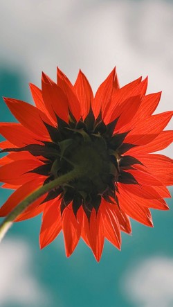 Red-Sunflower-250x443