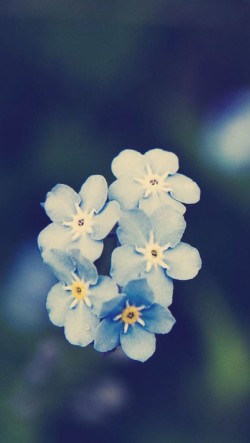 Small-Blue-Flowers-250x443