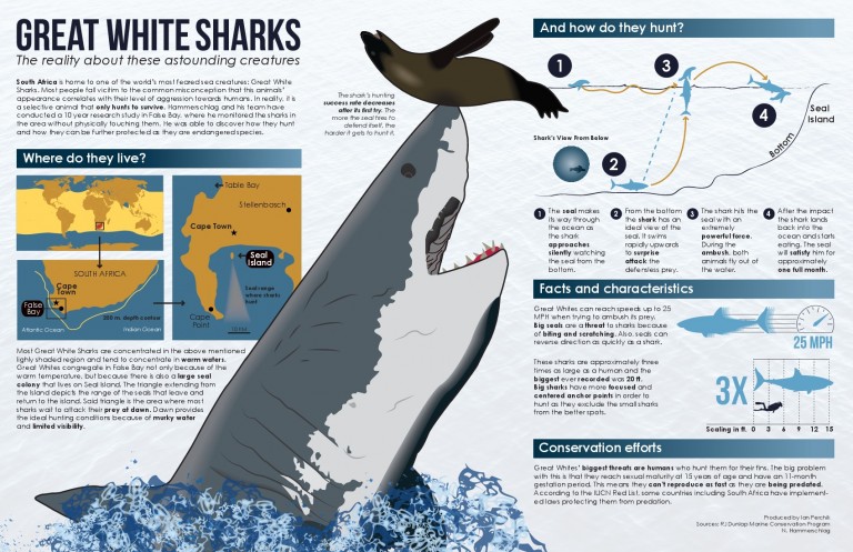 The truth about great white sharks [Infographic] | dotTech