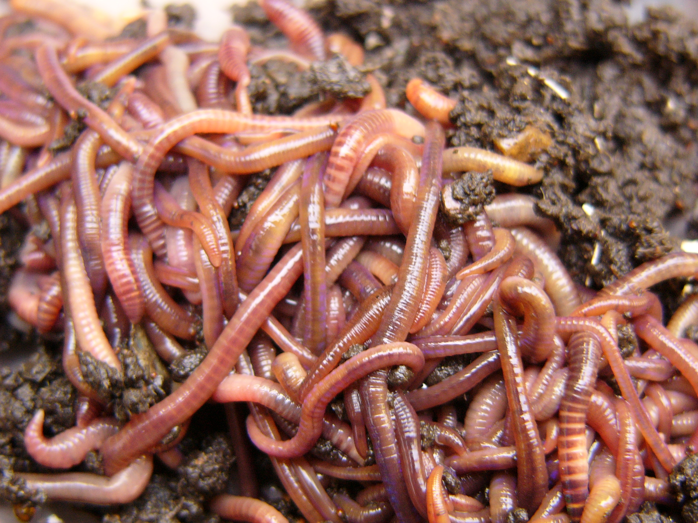 Worms And More Worms YUMMY Amazing Photo Of The Day Reviews News Worms And More Worms YUMMY Amazing Photo Of The Day Reviews News