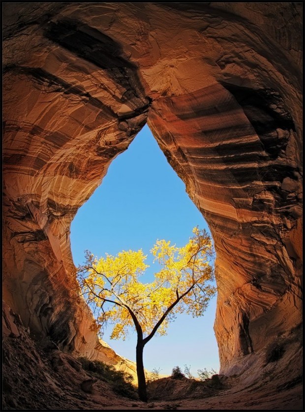 tree in cave