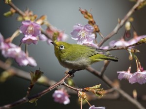 Japanese white-eye bird [Amazing Photo of the Day] | dotTech