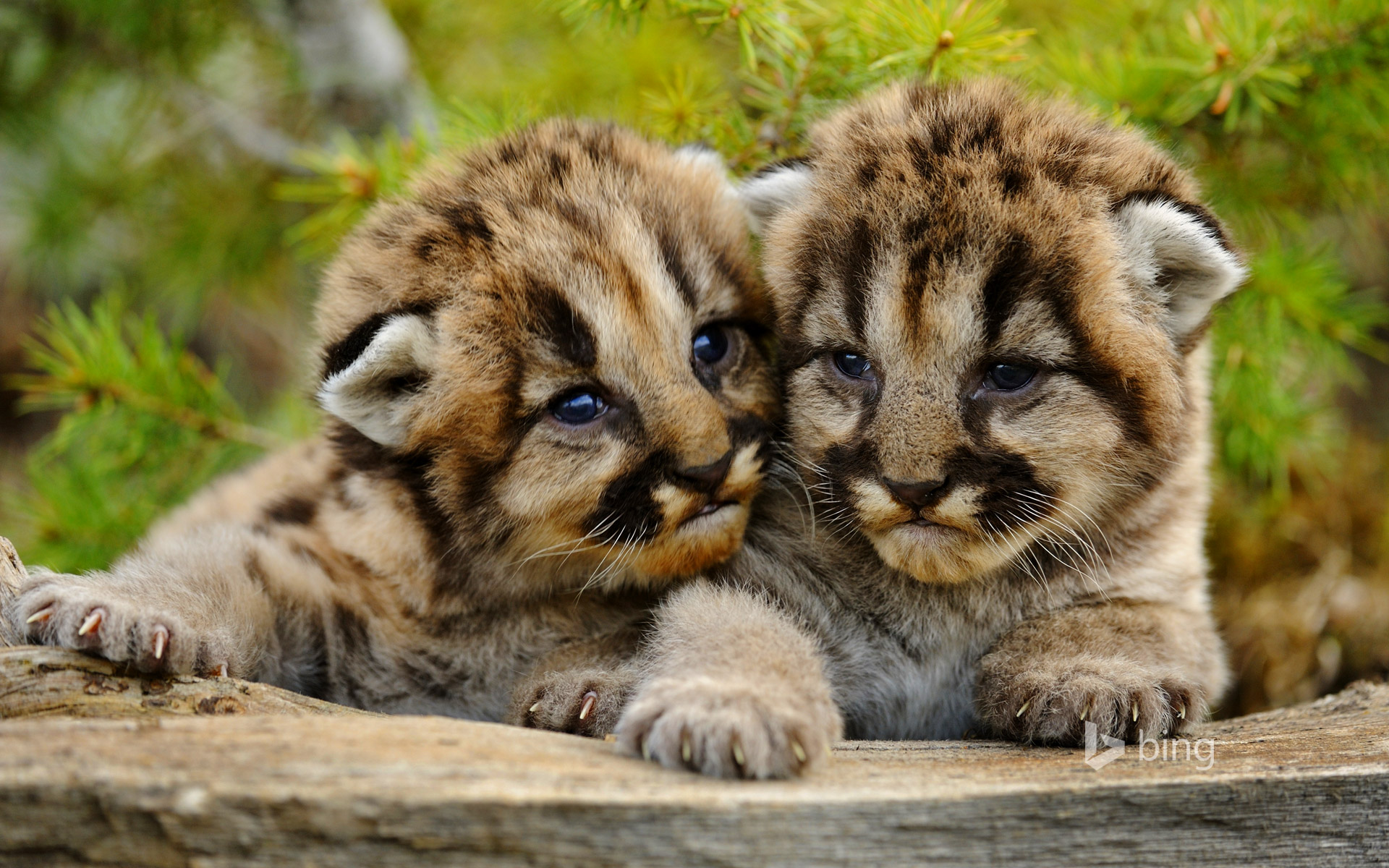 Lovely mountain lion cubs [Amazing Photo of the Day] dotTech